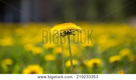 Fantastic field of yellow dandelions. Spring or summer background. Panoramic view. Latvia. Soft focus and blurred. Shallow DOF.