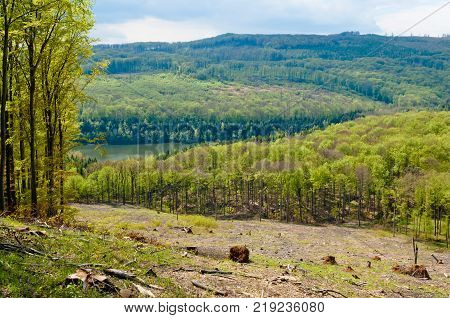 Woodland landscape beech tree forest in spring Matra Hills Hungary