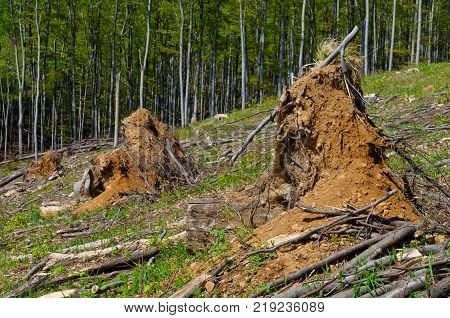 Big beech tee stumps logs and branches in a clearcut area