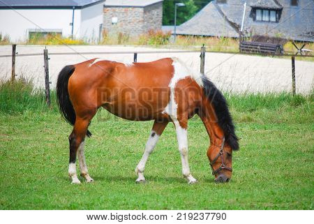 One red brown horse standing and eating some grasses in green in field with background roof's house and half white building.