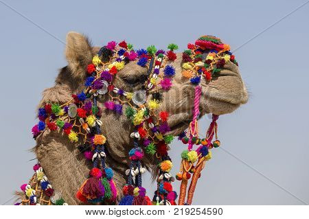Decorated camel at Desert Festival in Jaisalmer Rajasthan India. Head camel close up