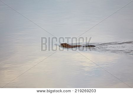 Muskrat Ondatra Zibethicus swims along in reflective and sparkling clear blue water
