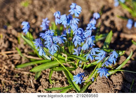 Early spring Blue Scilla Squill blossom background