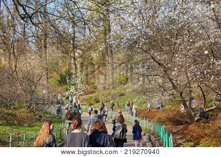 Ukraine, Kiev - April 05, 2017: Blossoming magnolias in the Botanical Garden named after A.V. Fomin