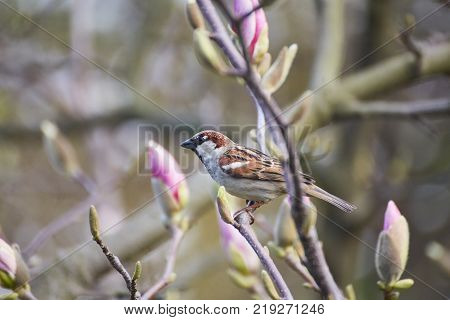decoration of few magnolia flowers. pink magnolia flower. Magnolia. Magnolia flower