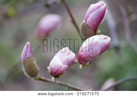 decoration of few magnolia flowers. pink magnolia flower. Magnolia. Magnolia flower