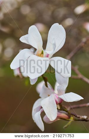 White magnolia flower on a branch of a tree