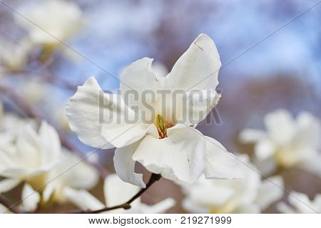 White magnolia flowering background. Botanical background. Magnolia blossom in the garden.
