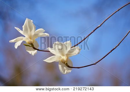 White magnolia flowering background. Botanical background. Magnolia blossom in the garden.