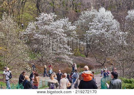 Ukraine, Kiev - April 05, 2017: Blossoming magnolias in the Botanical Garden named after A.V. Fomin