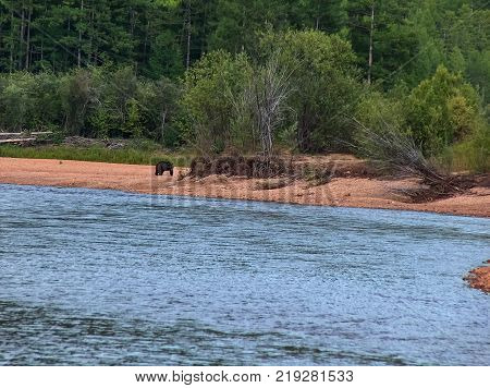 The Bear Walks Along The River Bank. Taiga In Yakutia