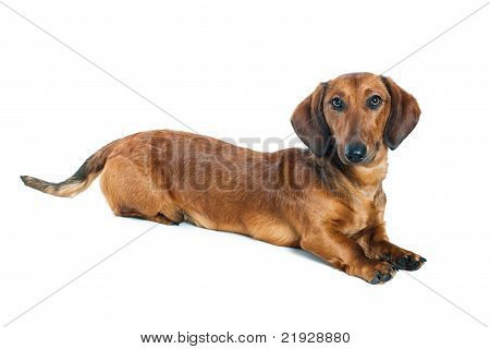 Dachshund