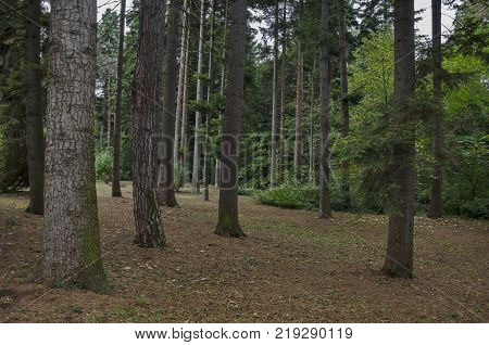 Beautiful autumnal  forest with venerable trees, located  in National monument of landscape architecture Park  in 

former time royal residence on outskirts of Sofia, Bulgaria, Europe