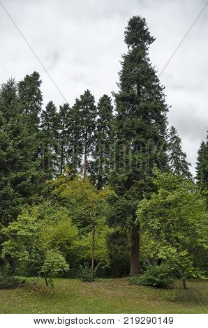 Beautiful autumnal  forest with venerable trees, located  in National monument of landscape architecture Park  in 

former time royal residence on outskirts of Sofia, Bulgaria, Europe