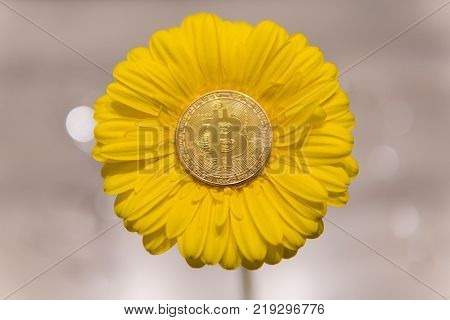 Bitcoin on yellow gerbera flower. close up