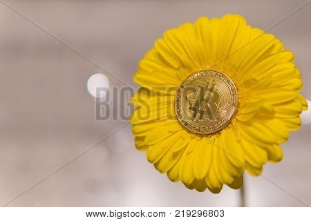 Bitcoin on yellow gerbera flower. close up