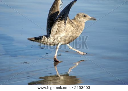 O passeio de gaivota mar