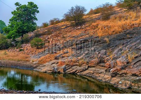 Scenic View Of Marshland Landscape In Ranthambore National Park, Rajastan, India.
