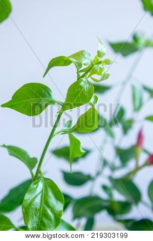Mandevilla leaves - tropical plant over grey wall