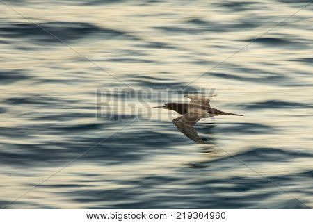 Brown Booby, Sula Leucogaster, flying over the ocean with motion blur.