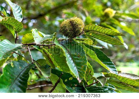 Chestnut tree heritage and Chestnut garden at Trung Khanh town, Cao Bang, Vietnam
