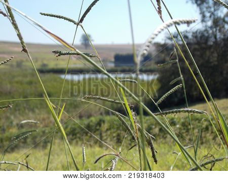 The grass over a field and a lake