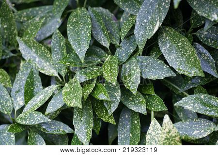 Leaves of a Variagated Aucuba close up