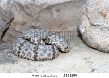 Serpiente de cascabel Rock moteado