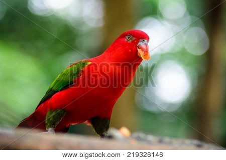 Red Lory parrot eating fruit. Red macaw parrot on a colorful background.
