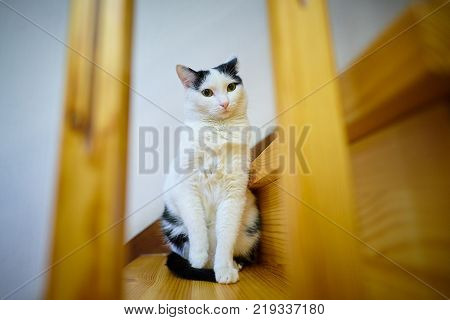 Home white black cat sitting on a wooden stair