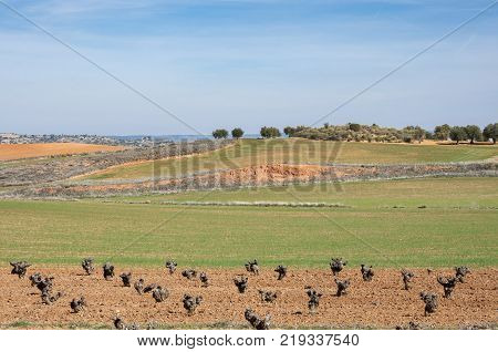 Agricultural mosaic landscape in Toledo Province, Spain