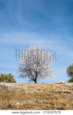 An almond tree in blossom in an agricultural landscape in Toledo Province, Spain.