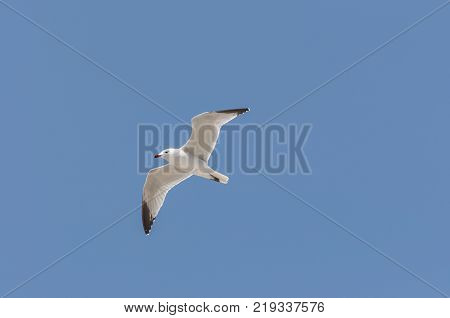 Audouin's Gull in flight. It is an endangered gull restricted to the Mediterranean and the western coast of Saharan Africa. Photo taken in Santa Pola Alicante Spain.