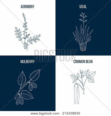 Set of four hand drawn eatable and medicinal plants Vector illustration