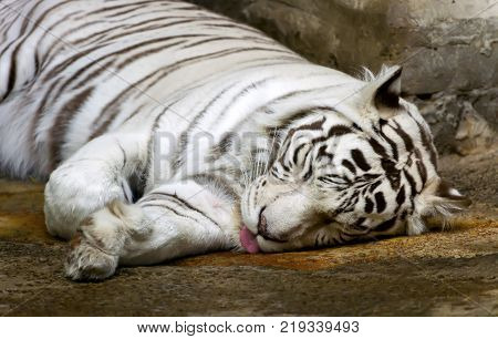 Bengali white tigerThis is a rare and endangered tiger. The white tiger lives in Northern and Central India.