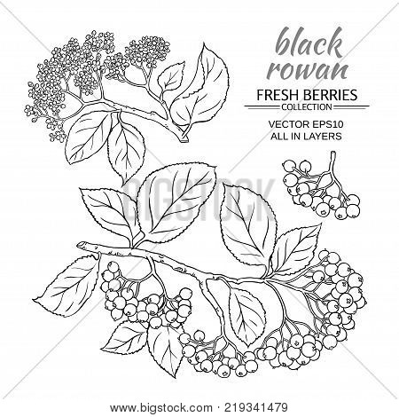 black rowan vector set on white background