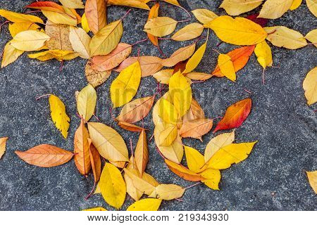 Wet colorful autumn foliage lying on the road