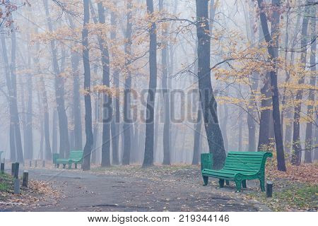 trees growing in the park in autumn season in a dense fog. Foliage of a maple fallen to the ground. Green bench stay alone. Low visibility due to haze