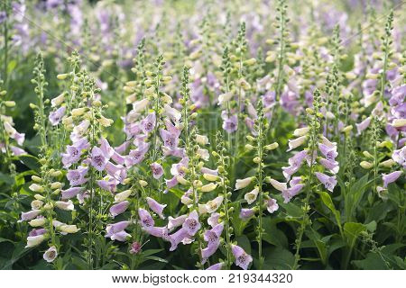 Digitalis or foxglove with mauve flowers with purple spots. Amazing flower background at festival in spring colorful bloom, beautiful blossom on branch of tree