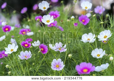 Cosmos bipinnatus flowers shine in the flower garden with colorful shimmering bonsai and beautiful. This flower is like stars sparkling in the sky