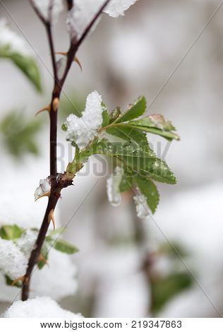 snow on tree leaves in spring . In the park in nature