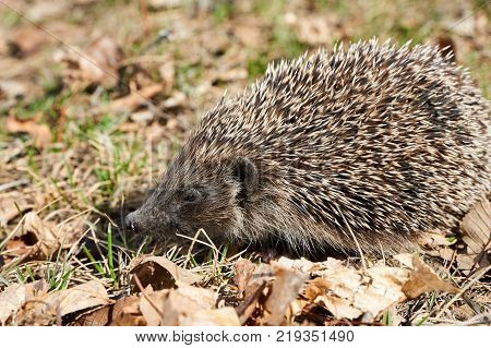 Hedgehog. A hedgehog is any of the spiny mammals of the subfamily Erinaceinae.
Hedgehogs have a coat of stiff, sharp spines.