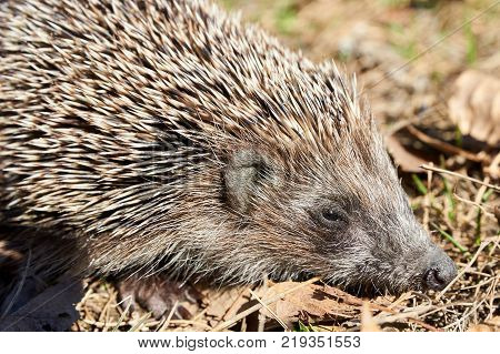 Hedgehog. A hedgehog is any of the spiny mammals of the subfamily Erinaceinae.
Hedgehogs have a coat of stiff, sharp spines.