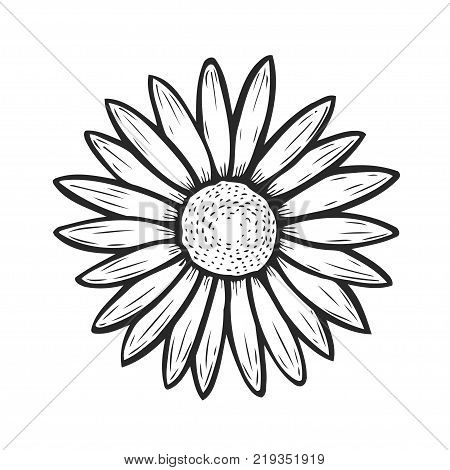 hand drawn camomile flower, floral engraving vector illustration. White flower on white