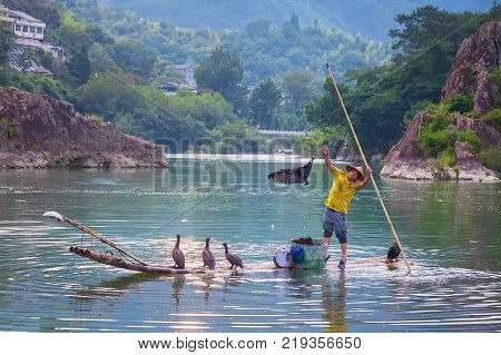 Chinese man fishing with cormorants birds, Wenzhou, Zhejiang region, traditional fishing use trained cormorants to fish