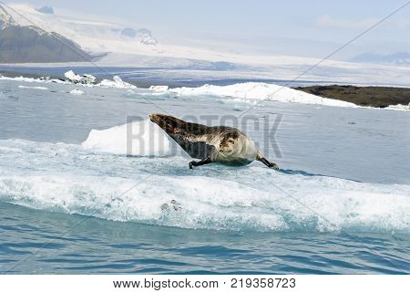 Cute seal posing over big rock on Glacier Lagoon, front view at Jokusarlon, Iceland