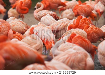 Flock of Pink Caribbean flamingos in water