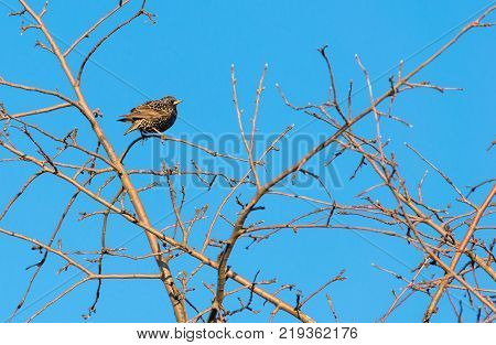 A common starling is sitting on a tree against a blue sky