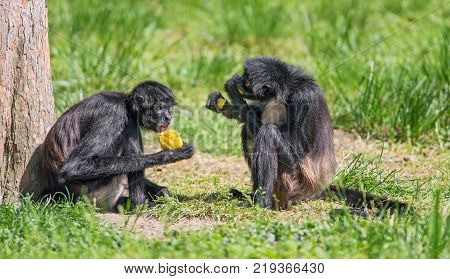 Two Geoffroy's spider monkeys, also known as black-handed spider monkey enjoying a meal