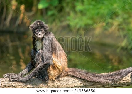 Portrait of Geoffroy's spider monkey sitting on a tree